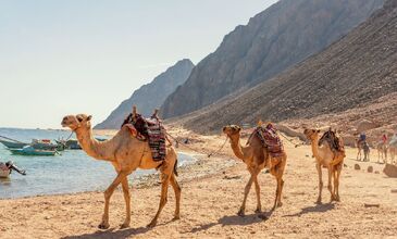 Sharm el Sheikh (Dahab) - Kahire (İskenderiye) Turu - Pegasus Havayolları ile -  5 Gece 7 Gün - Yarım Pansiyon