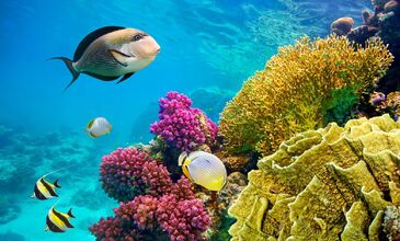 Sharm el Sheikh Turu - Gündüz Uçuş - Pegasus Havayolları ile 4 Gece 5 Gün - Herşey Dahil Konaklama - 2025